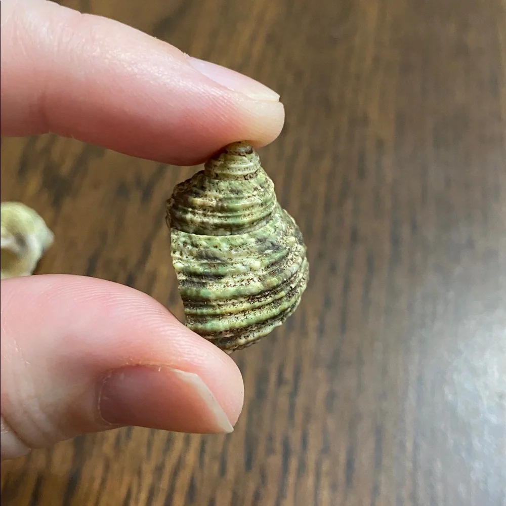“5/$20” 3 hermit crab shells with .4 inch O shaped opening
